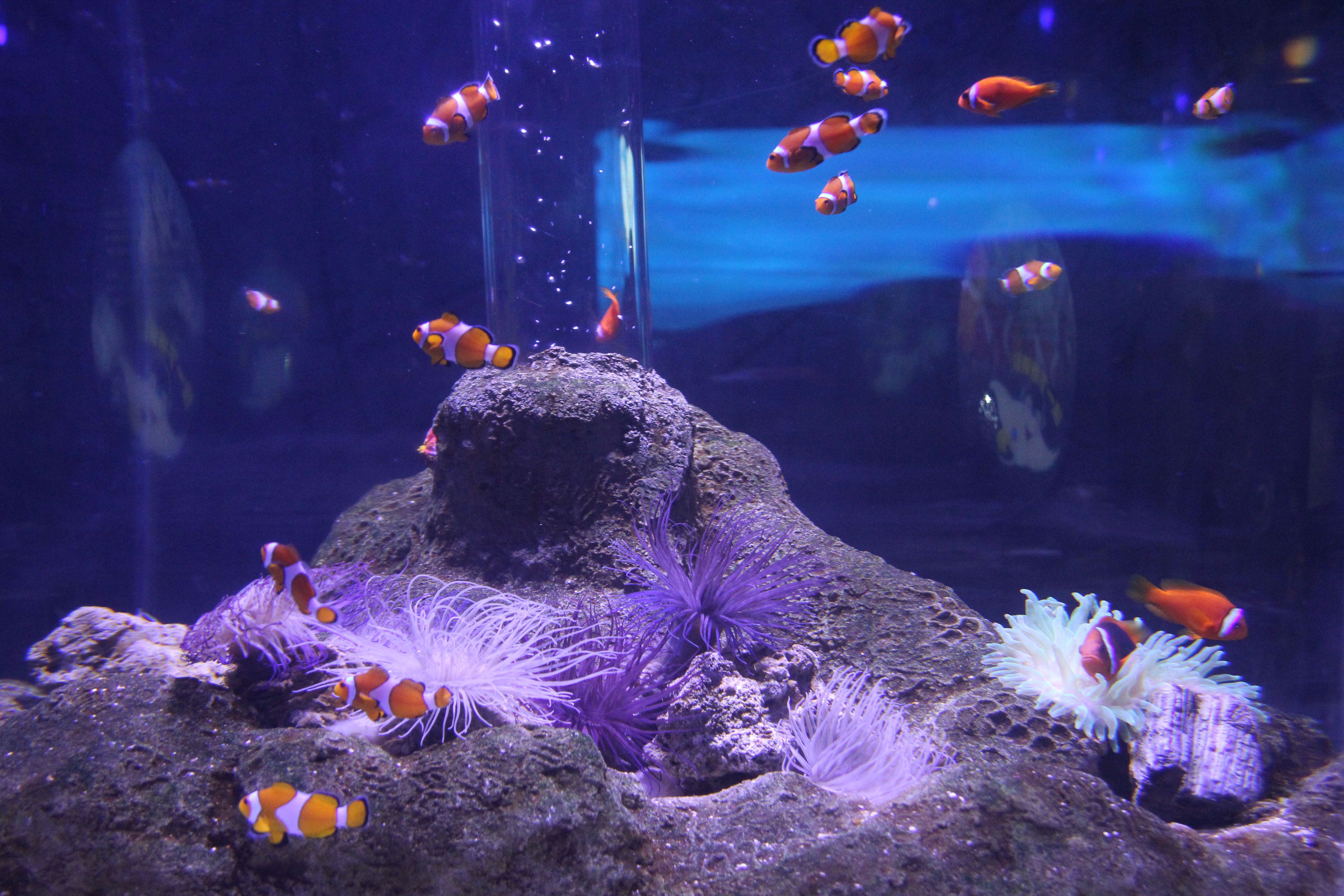 北京海洋馆和海底世界哪个值得玩,北京富国海底世界和海洋馆哪个好