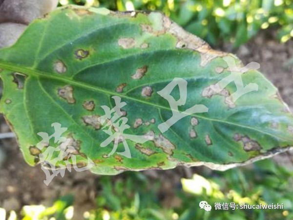 辣椒苗期病毒病的防治,辣椒蓟马花叶病