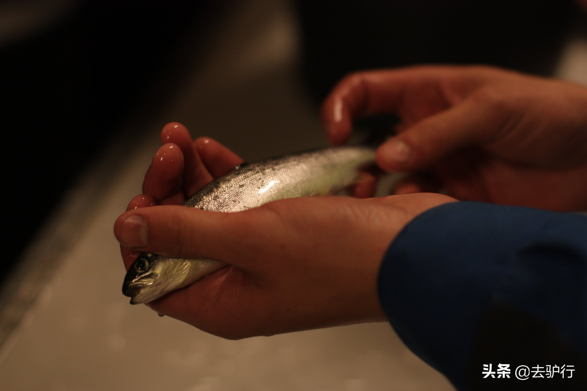 挪威三文鱼大规模养殖,挪威三文鱼养殖一年赚多少钱