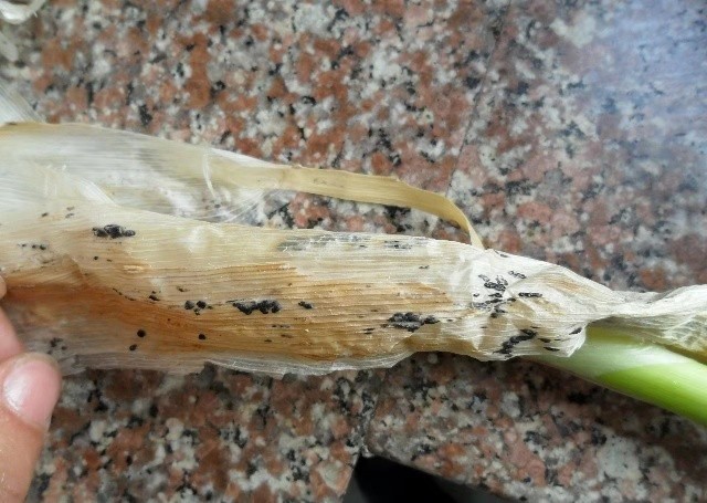 大葱葱白腐烂、死亡，是葱小菌核病在作怪，对症下药，轻松解决