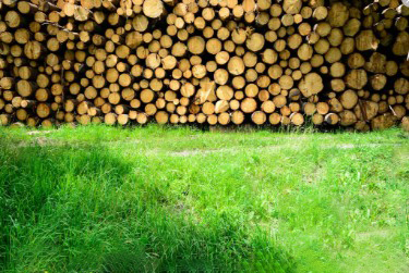 榆木板,榆木木材的优缺点分析