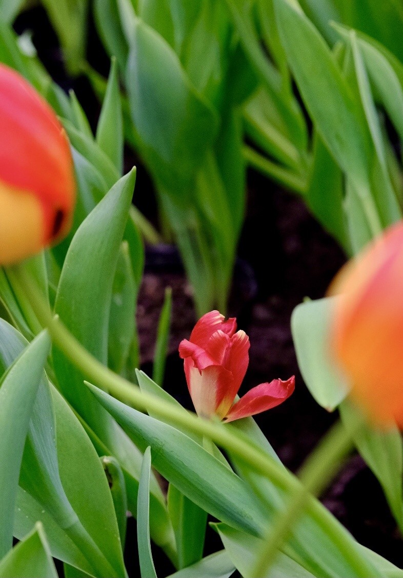 不争不抢却越过越好的星座,不争不抢心寡欲的星座