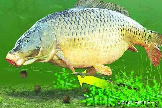 最高端的黑拉钓法,日式黑拉钓法介绍