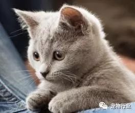 猫的传染病都有哪几种病症,猫咪为什么会传染严重的猫疾病
