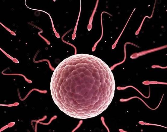 没受孕的小蝌蚪去哪了,没有受孕的小蝌蚪去哪了