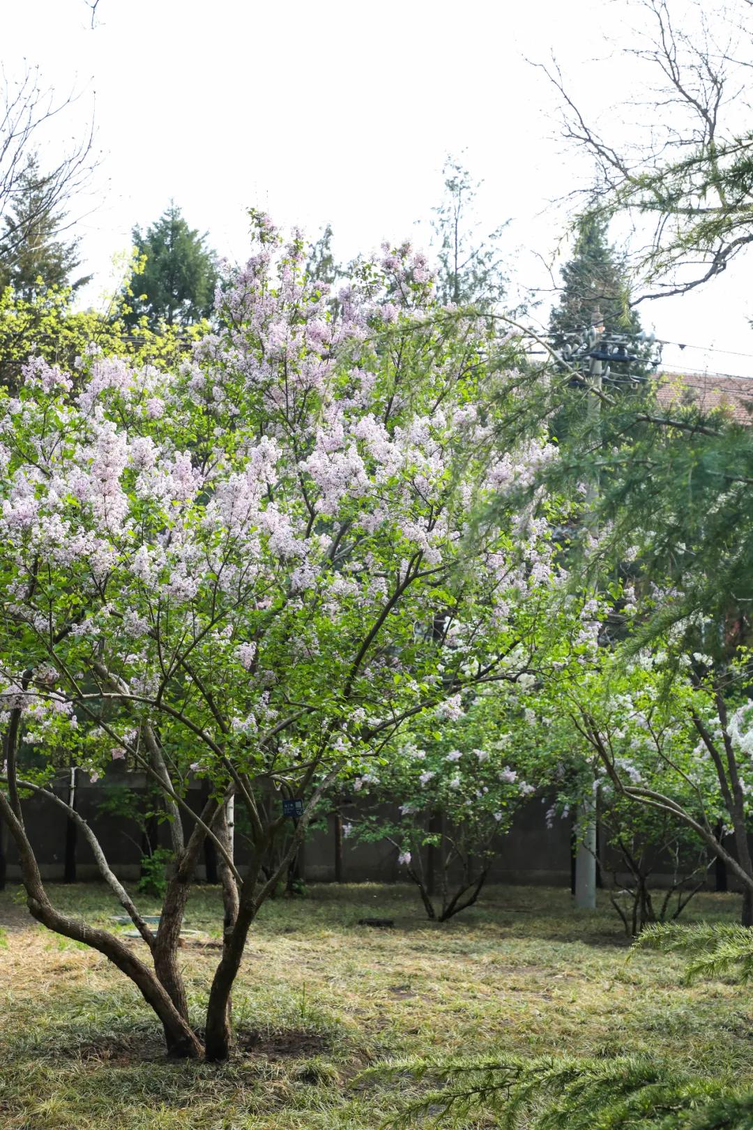 北京人少景美赏秋的公园,北京赏秋中山公园