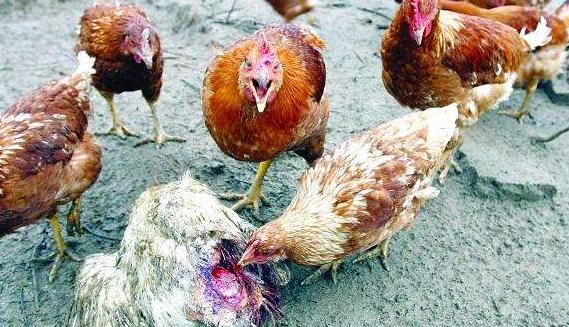 蛋鸡相互啄毛有什么方法解决,养鸡互啄怎么办