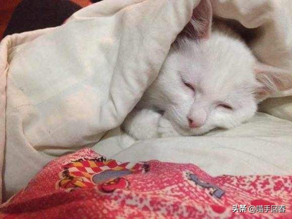 猫口炎就是猫艾滋吗,猫得了猫艾滋治不好怎么办