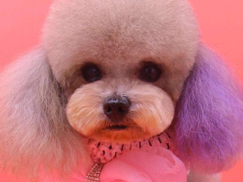 大街小巷随处可见的“染色狗”，殊不知染色，断送的是狗命！