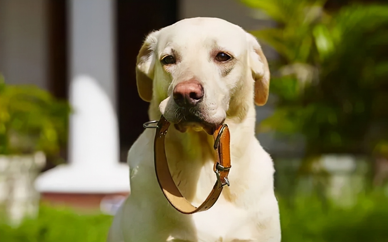 狗狗在交配时，别强行分开它们，不然它们会受伤