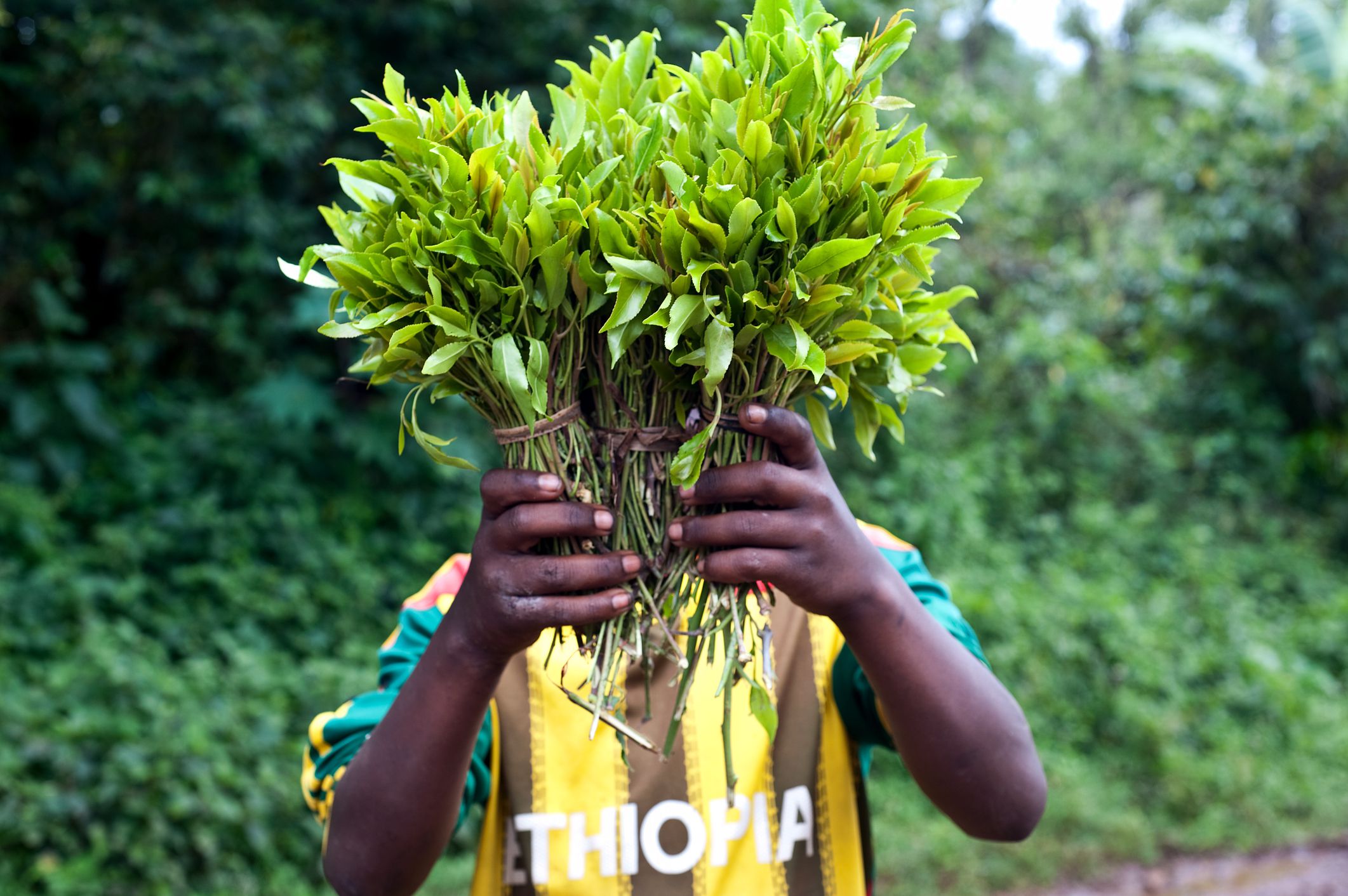 沙漠中的*品毒**王国：40%水用于种*品毒**，致饥荒，满街是脸肿大的人