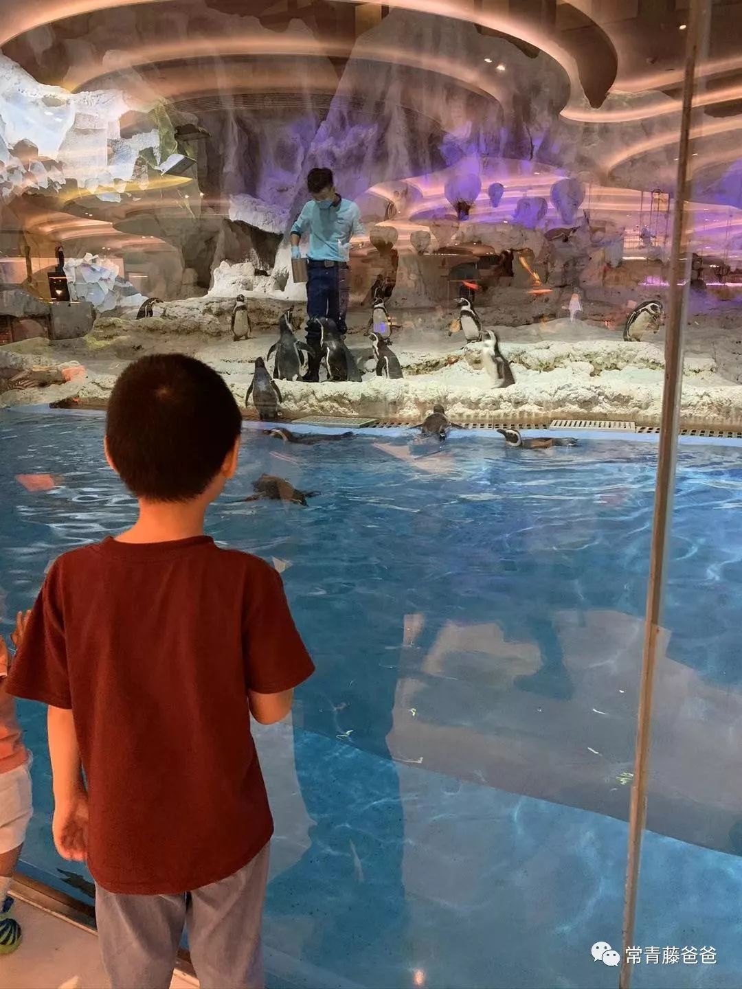 广州长隆游玩攻略水上乐园怎么去,过年去珠海长隆海洋王国游玩攻略