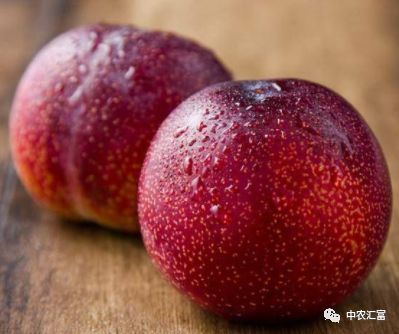 21世纪的水果骄子--亩收益20000元以上，恐龙蛋李子