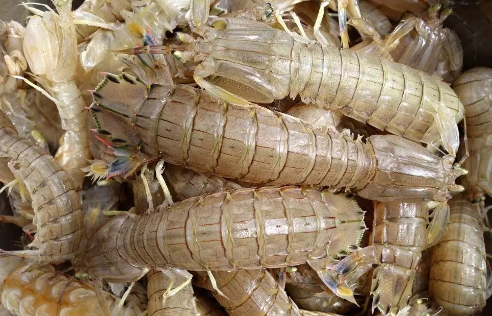 防城港市海鲜怎么挑,防城港海鲜扫货攻略附海鲜吃法