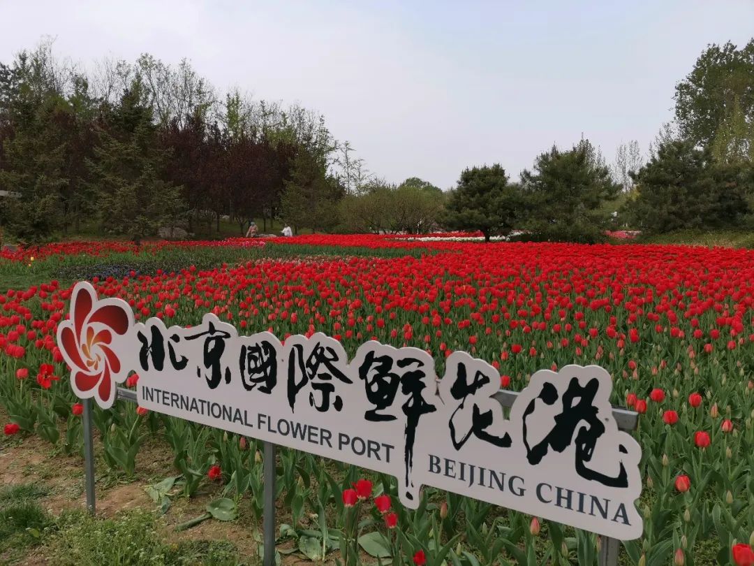 假装在国外北京篇,假装在荷兰完整视频