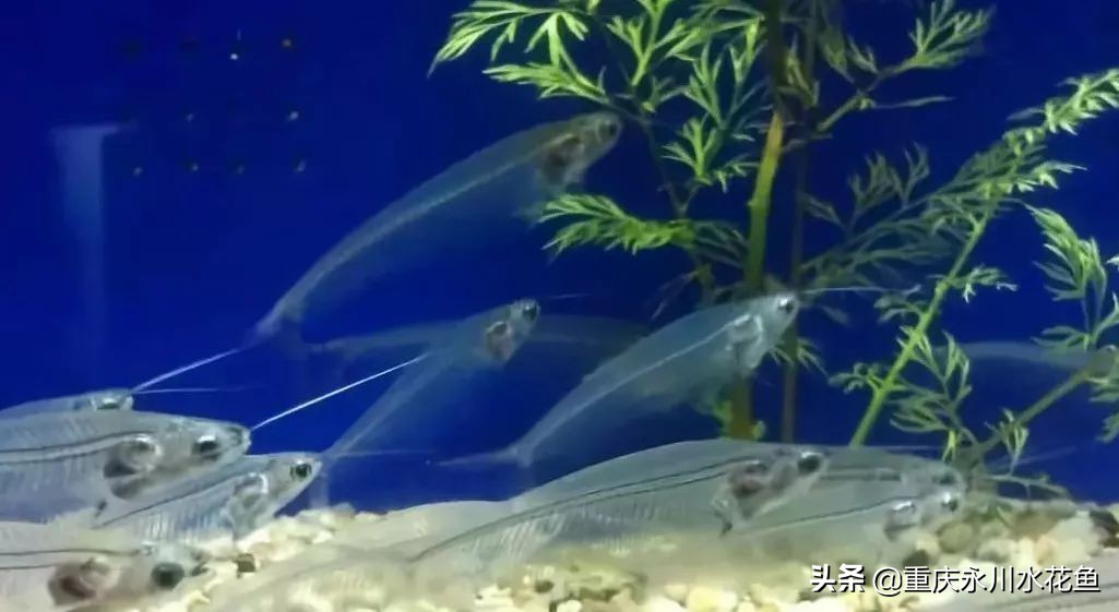 十大最好看的观赏鱼,观赏鱼100种形态