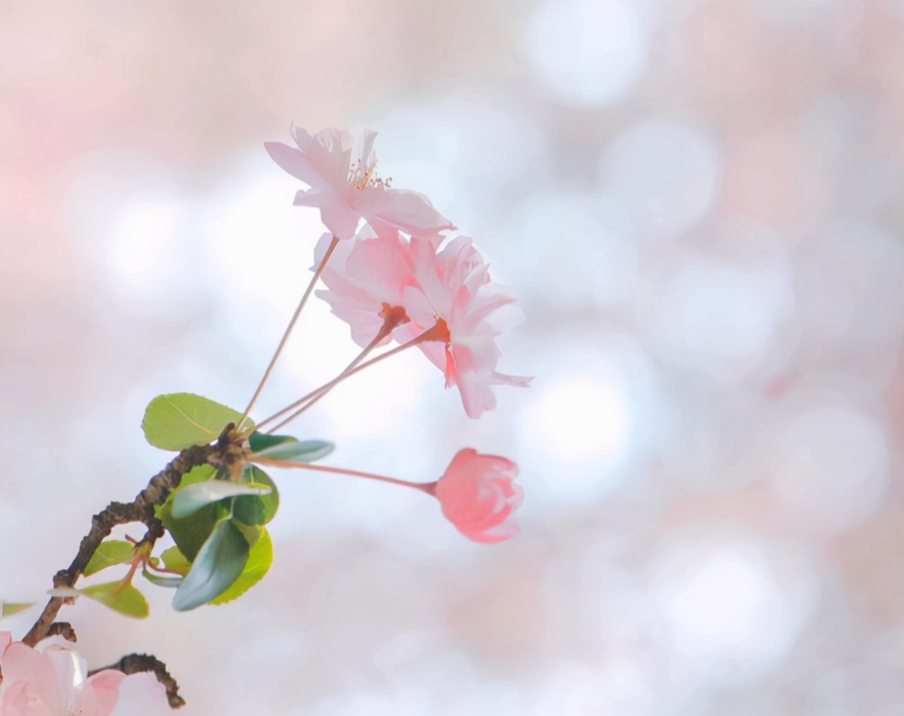 水瓶座和狮子座的爱情能长久吗,月亮星座水瓶座与月亮星座狮子座