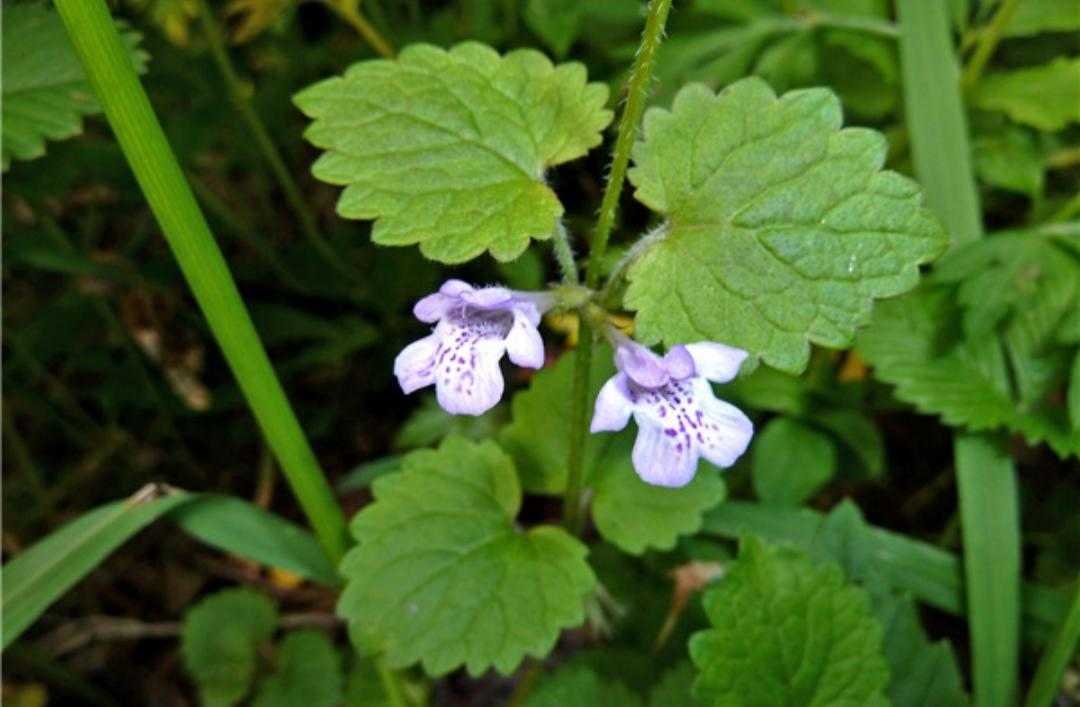 活血丹功效主治,活血丹植物
