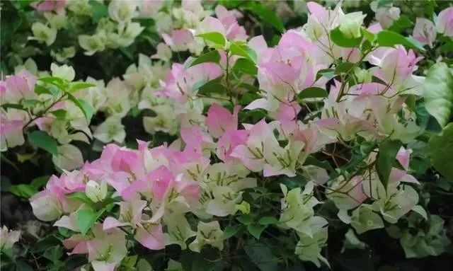 静是一种力量一种福气,西双版纳这边旅游