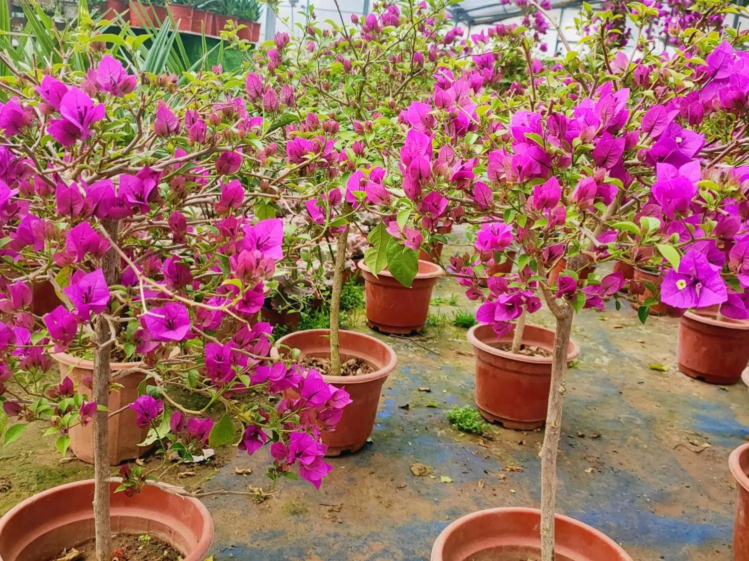 网购大型花卉怎样避坑,网购花卉怎么说才有助于存活