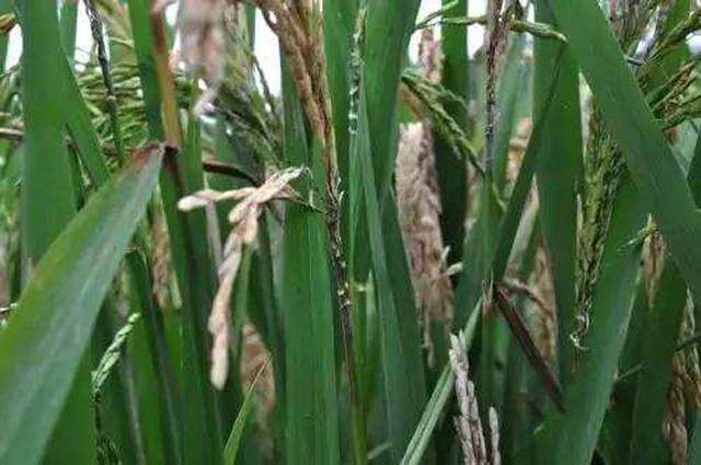 水稻白穗病原因,水稻有白穗病怎么办