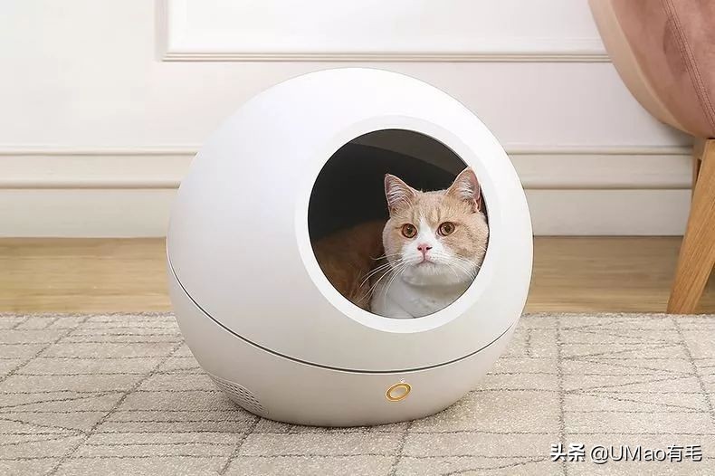 李佳琦叫卖都不管用！双十一猫咪用品这些坑得避