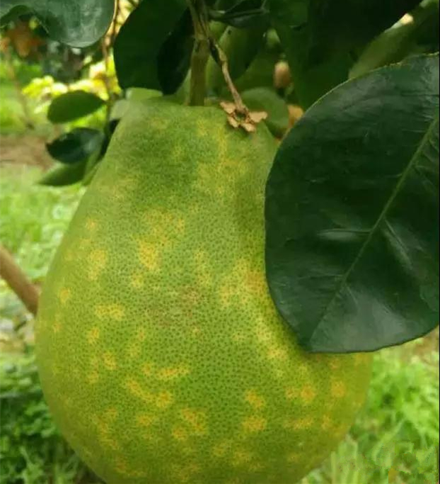 柑橘脂点黄斑病新梢会黄化吗,柑桔黄斑病和卷叶病用什么药