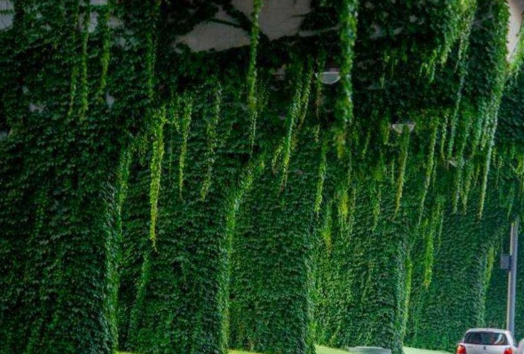 为什么城市高架桥下都要种爬山虎,我国高架桥为什么种爬山虎