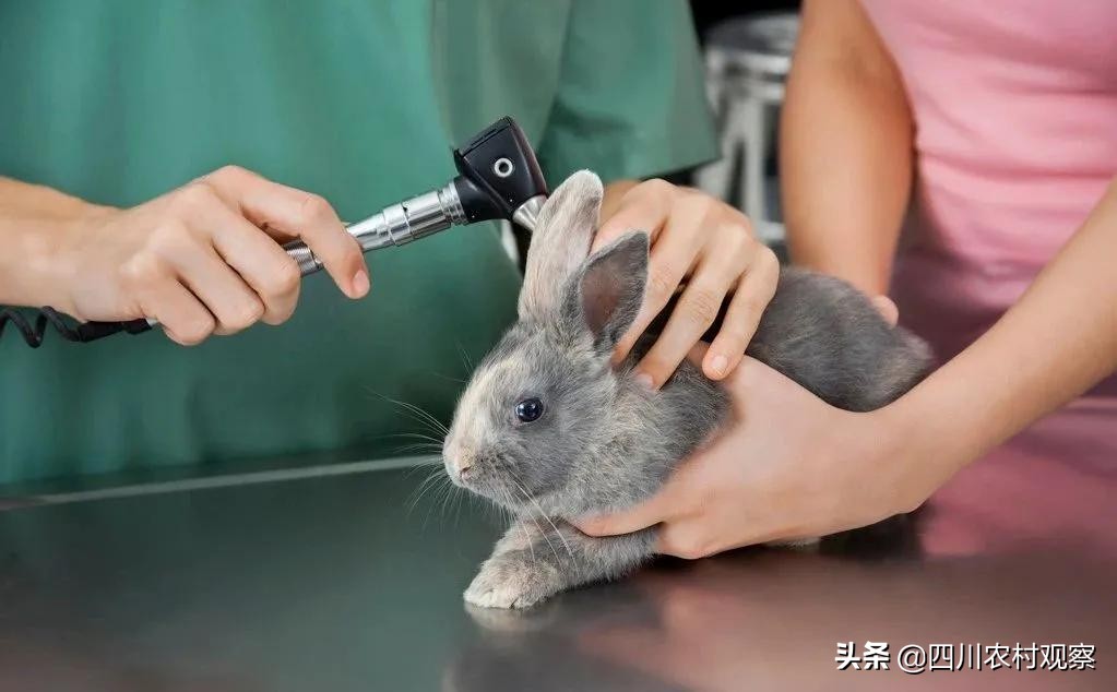 兔兔应该怎么预防疾病,兔兔患病的症状有哪些