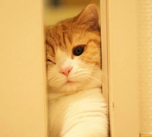 猫咪到新环境害怕怎么缓解,怎么才能帮助受惊猫咪走出阴影