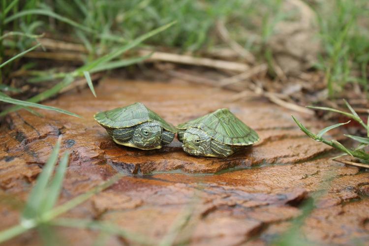 怎么养巴西龟最省钱图片,刚入手一小只巴西龟怎么养