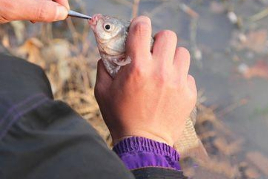 老钓手二十几年的经验总结,30年老钓手教你如何钓典藏鱼