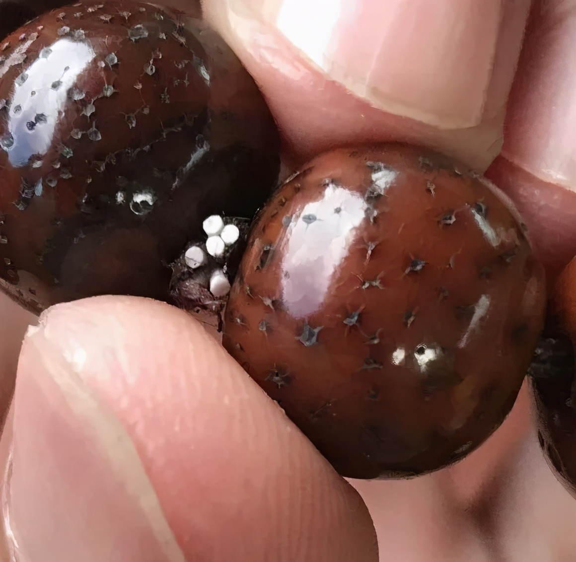 星月菩提如何盘出厚包浆,星月菩提怎么盘更容易包浆