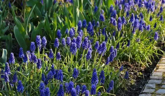 好看又好打理的庭院植物,适合小花园的景观植物