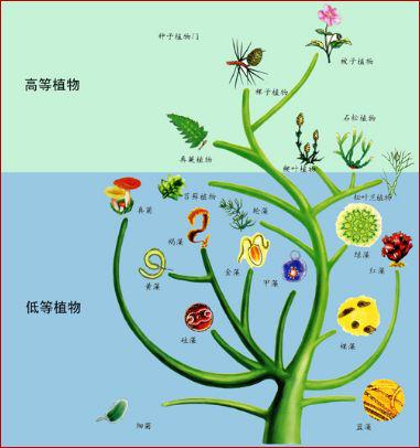 手把手教你构建漂亮的进化树,系统进化树怎么调试节点