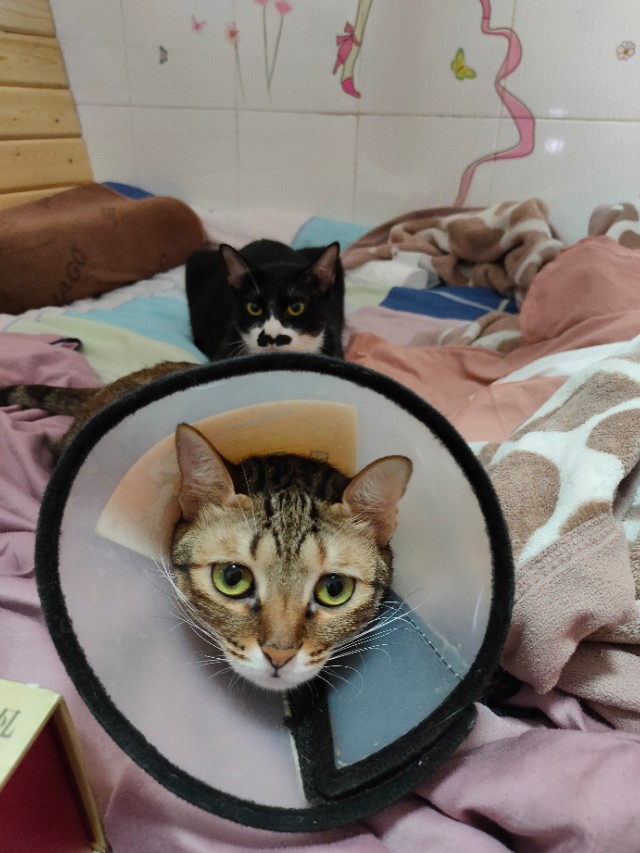 猫咪生病了不吃猫粮但是吃营养膏,猫咪生病怎么治疗最好