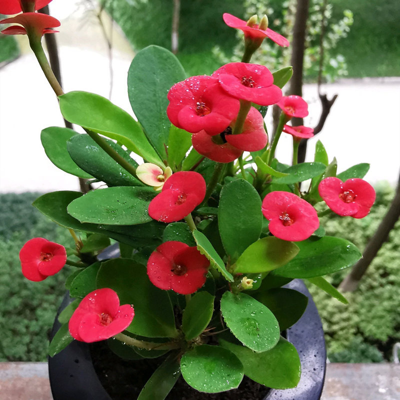 虎刺梅真的有毒吗家中养不好吗,虎刺梅有毒吗视频