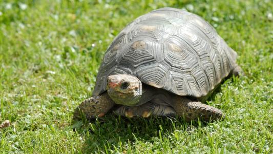 王八乌龟甲鱼鳖是一种类型吗,鳖乌龟王八甲鱼是同一种生物吗
