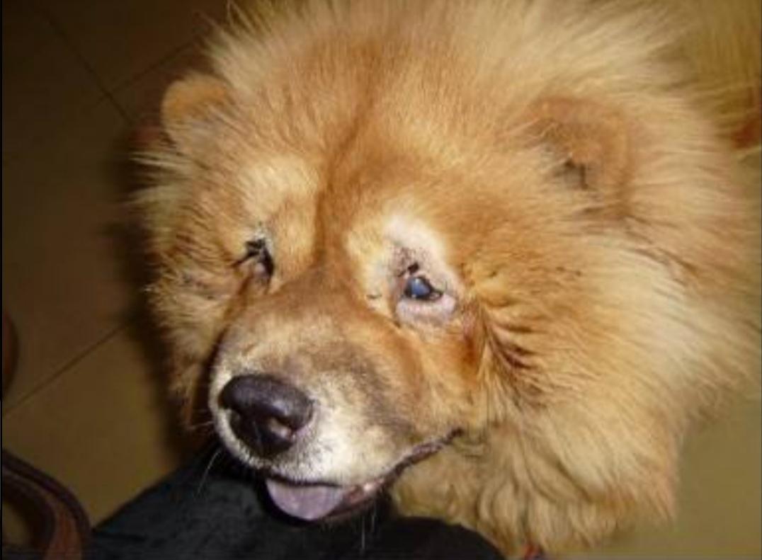 割双眼皮割反了,狗狗眼睑内翻手术