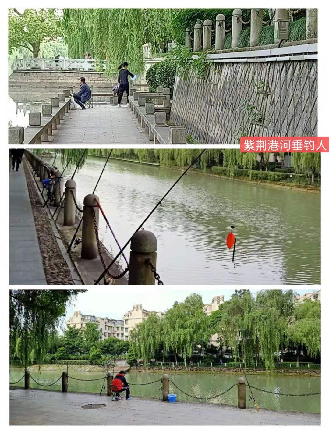 紫荊港源紫荊花紫荆港河穿八桥绿道两岸垂钓人双手活柯野生甲鱼