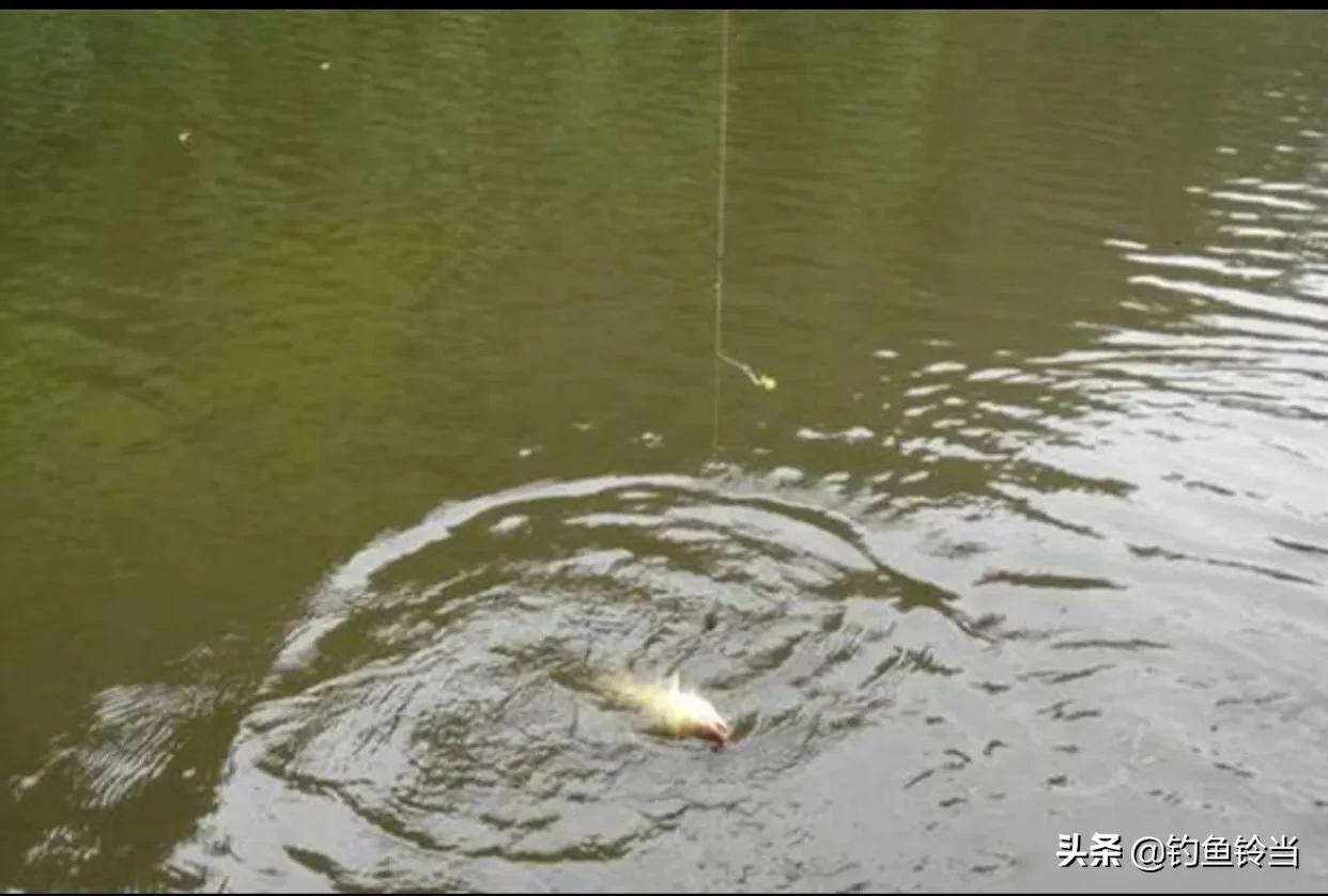 铅坠躺底钩饵悬浮，钓鲤鱼非常有效，论四川特有的钓法：珠珠钓法