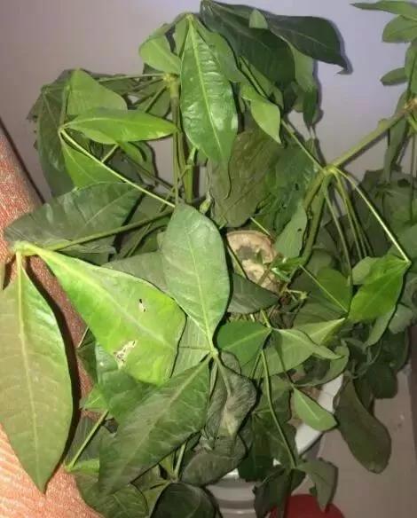 冬天植物被冻坏了怎么抢救,植物冻伤后怎么养