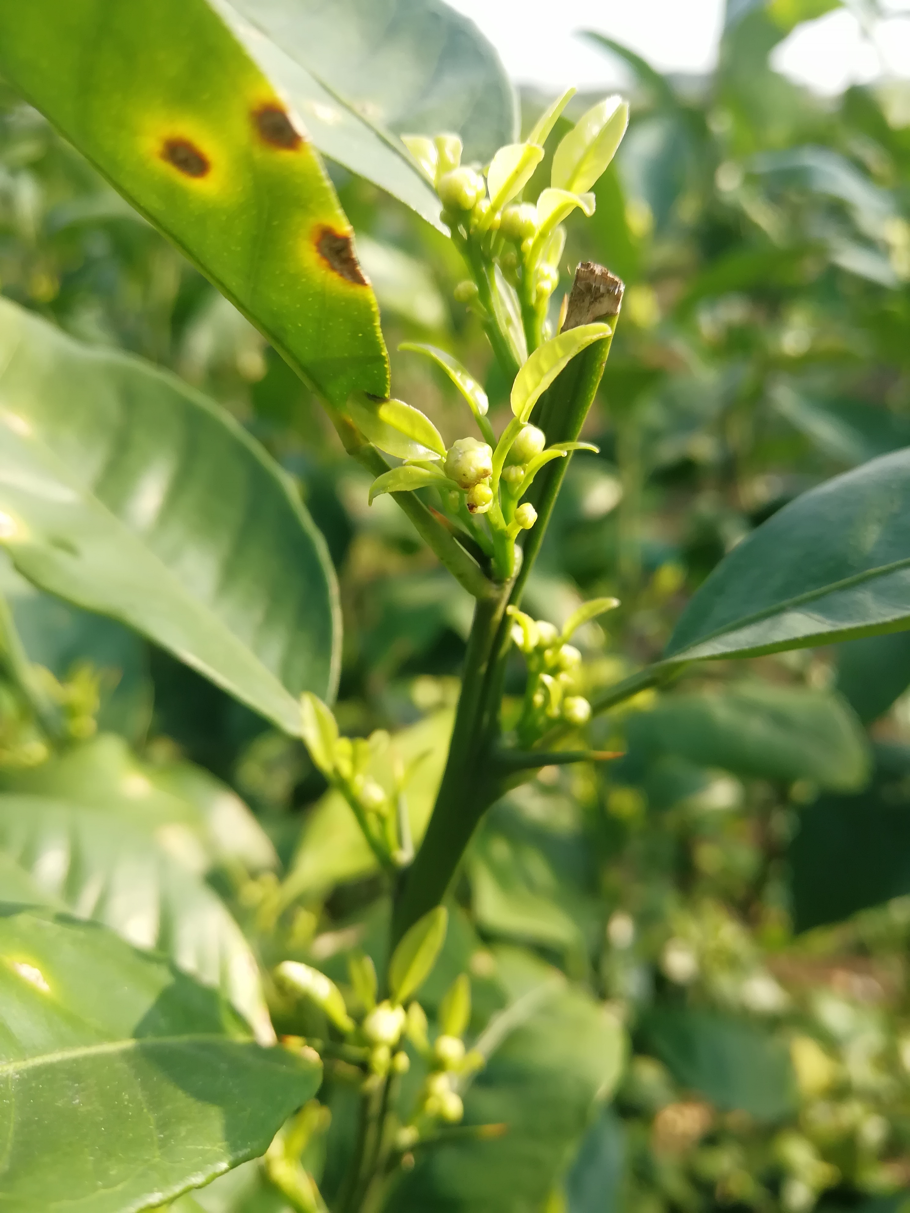 柑橘花多叶少怎么办,柑橘花量少的补救措施