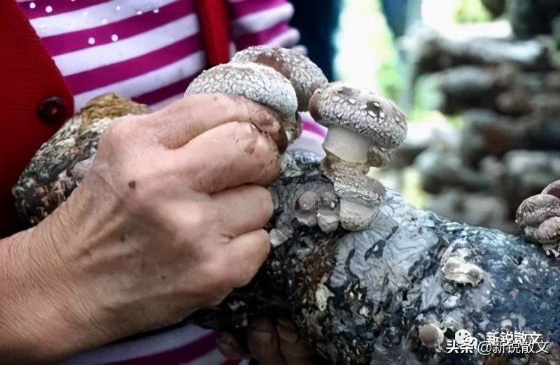 憨老头归隐,憨老头谷城