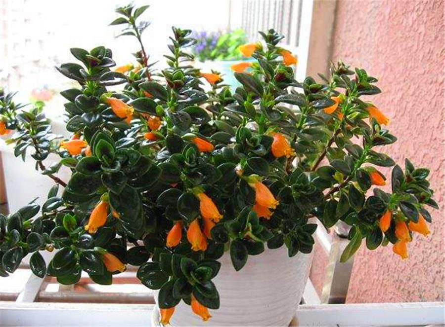 金鱼吊兰不开花的原因及解决方法,金鱼吊兰开花的时候需要施肥吗