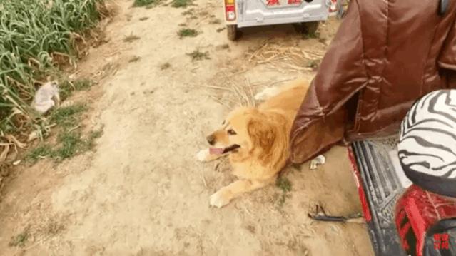 大金毛帮村*运民**蒜苔，结果全叼进了自家地里……