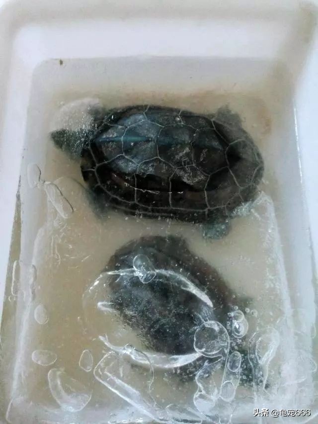 龟被冻成冰块,龟怎样处理