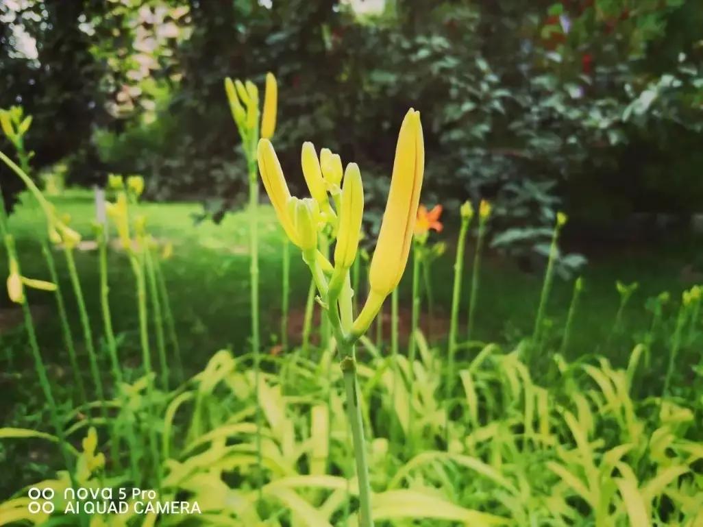 鍗庝负nova5璇勬祴瑙嗛,nova5鍗庝负鎵嬫満娴嬭瘎