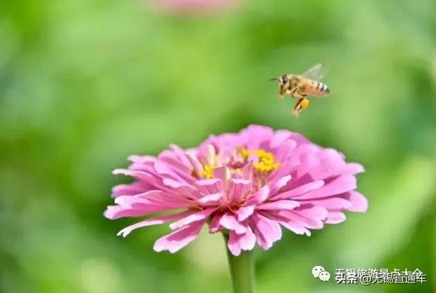 无锡哪里有看花海的景点,无锡秋季花海旅游景点