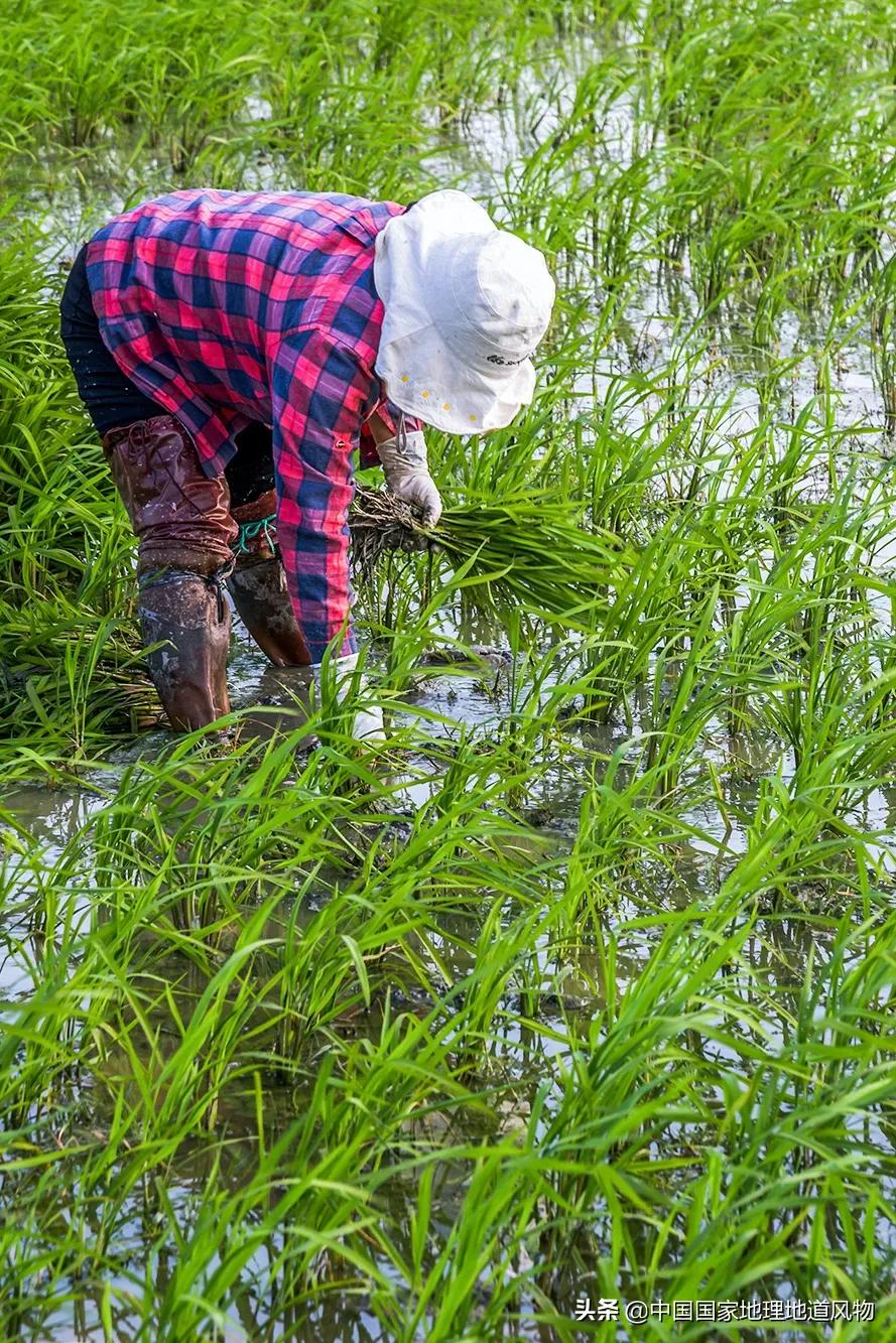 中国种水稻的省份地图,14亿大米图片
